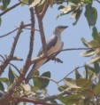 /album/photogallery/white-breasted-cuckoo-shrike-2-jpg/